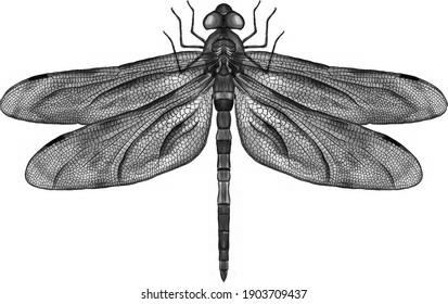 Dragonflies image 2