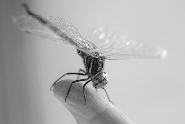 Dragonflies image 3