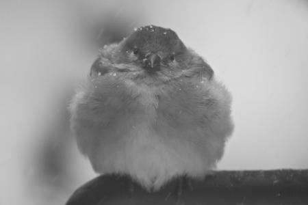 How do Birds Stay Warm in the Winter? image 1