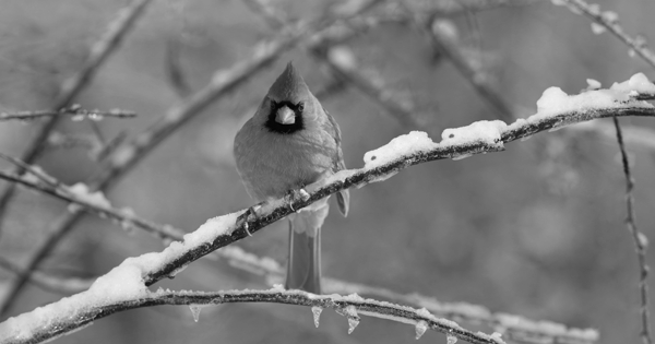 How do Birds Stay Warm in the Winter? image 3
