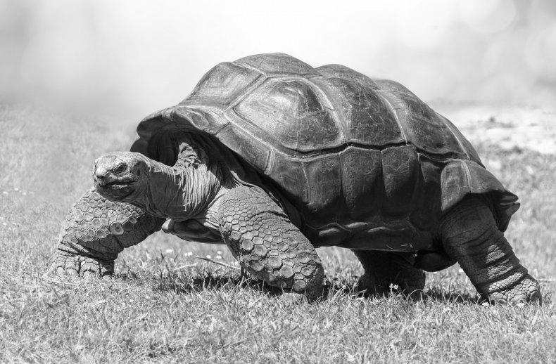 Turtle Hibernation, A Few Facts image 1