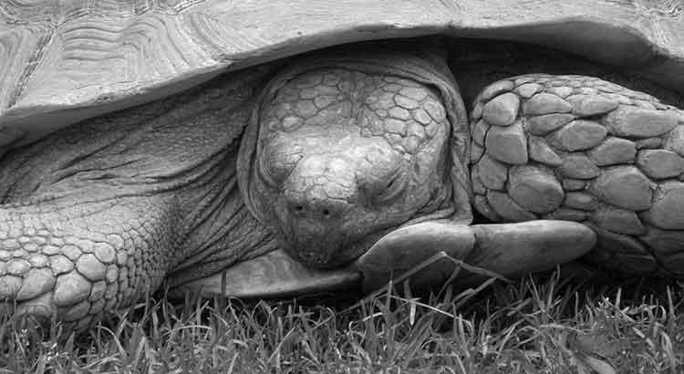 Turtle Hibernation, A Few Facts image 2