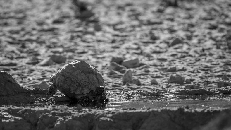 Turtle Hibernation, A Few Facts image 3