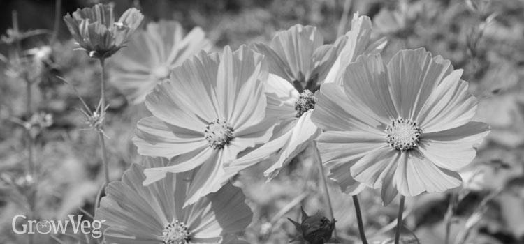 Cosmos and Sweet Alyssum image 2