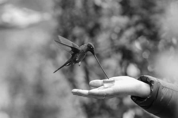 Feeding hummingbirds photo 0