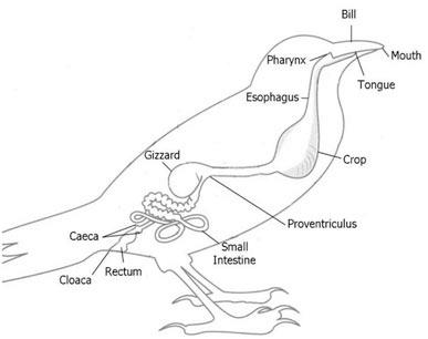 Digestive System of Birds photo 2