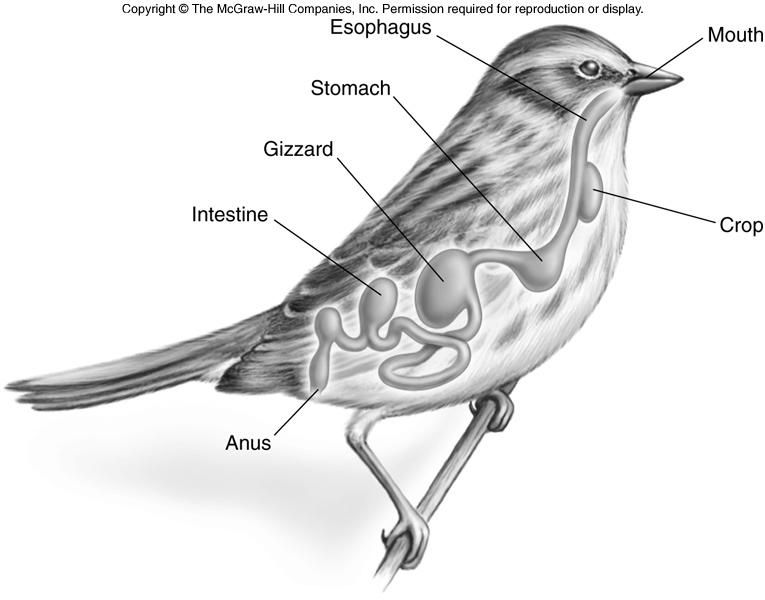 Digestive System of Birds photo 3