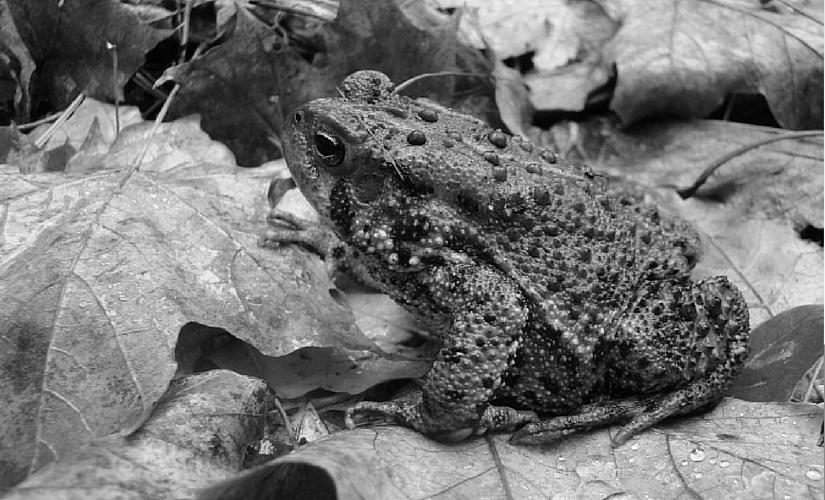 Frogs and Toads, Hibernation image 1