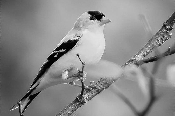 American Goldfinch image 3