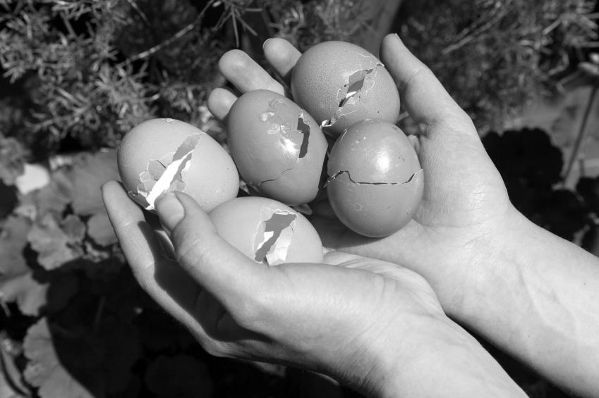 Eggshells, a Must Have for Your Gardens photo 3