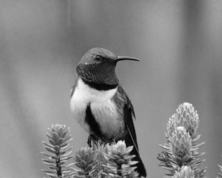 Blue-Throated Hummingbird Profile image 1