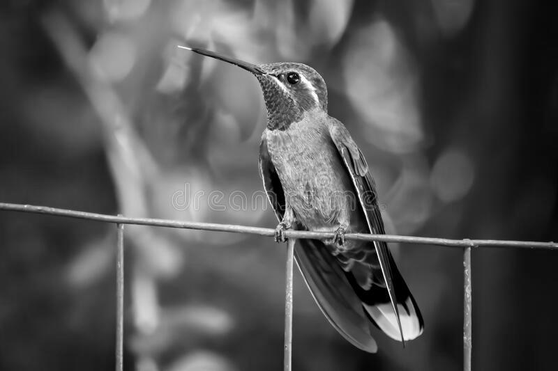 Blue-Throated Hummingbird Profile image 2