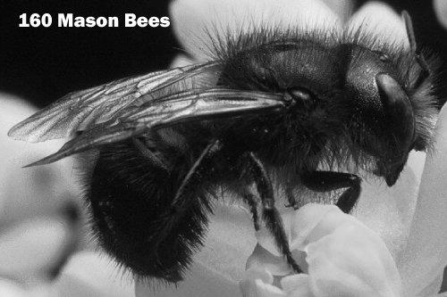 About Orchard Mason Bees image 3