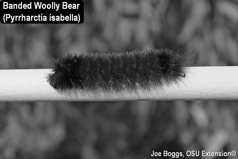 Woolly Bears or Woolly Worms image 2