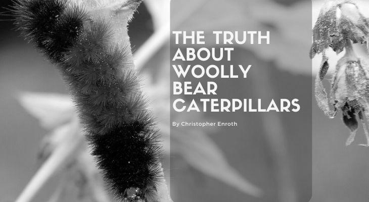 Woolly Bears or Woolly Worms image 3
