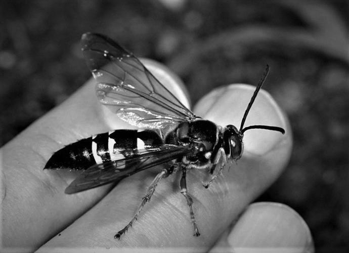 Cicada Killers image 1