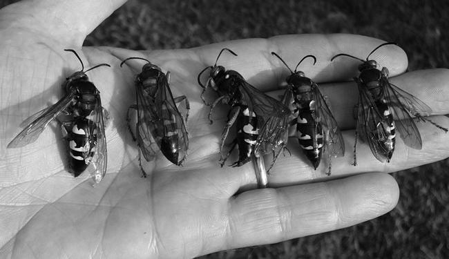 Cicada Killers image 2
