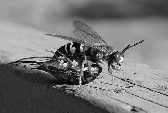 Cicada Killers image 3