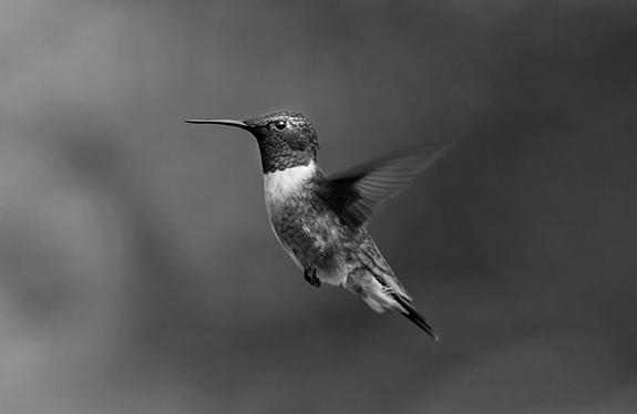 Feeding Hummingbirds. image 3