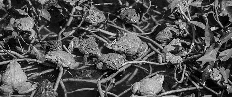 What Attracts Toads to Your Garden? image 1