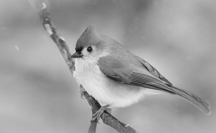 The Tufted Titmouse Diet image 1