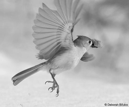 The Tufted Titmouse Diet image 3