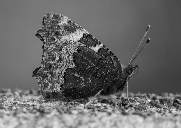 When Do Tortoiseshell Butterflies Hibernate? photo 1