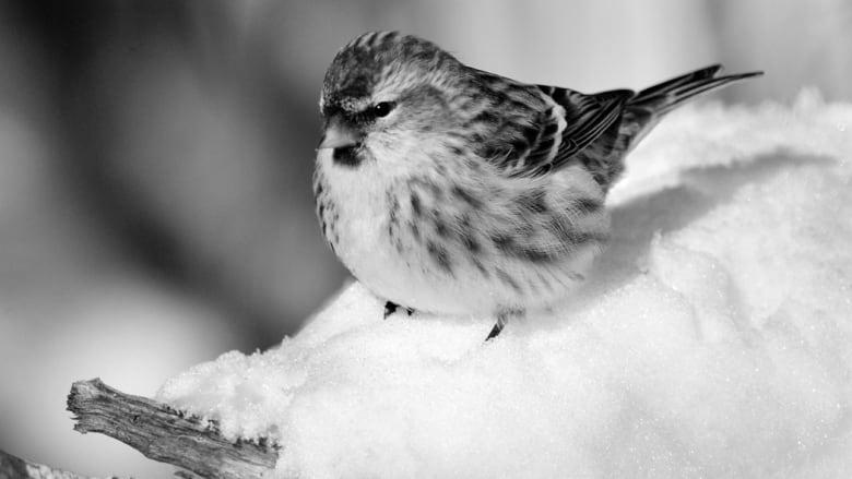 How Do Birds Stay Warm in the Cold Winter? photo 1