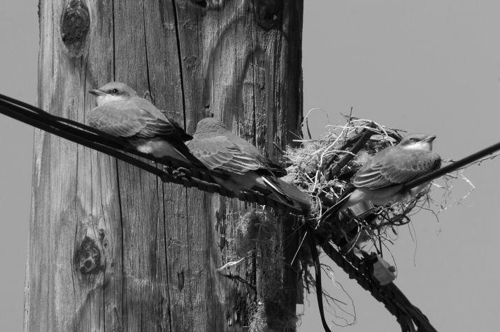 The Western Kingbird Nest photo 1