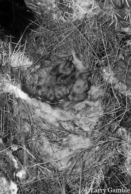 The Western Kingbird Nest photo 2