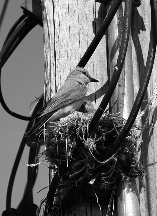 The Western Kingbird Nest photo 3