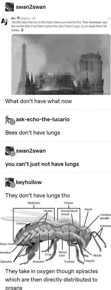Do Bees Have Lungs? image 1