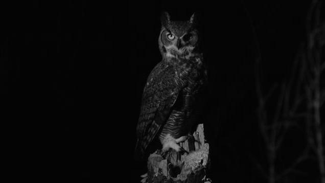 How Far Can a Great Horned Owl Turn Its Head? photo 1