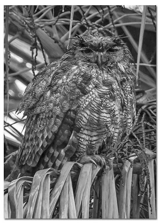 How Far Can a Great Horned Owl Turn Its Head? photo 3