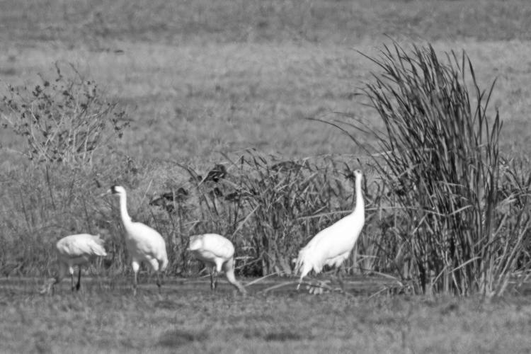 Fun Facts About Whooping Cranes photo 2