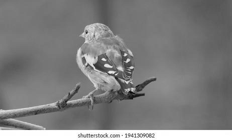 Juvenile Goldfinch Pictures photo 1
