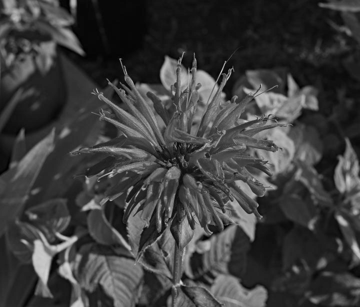 Bee Balm Plant – How to Grow a Baby Bee Balm Plant photo 1
