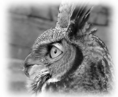 Why Does a Great Horned Owl Keep Her Mouth Open? image 2