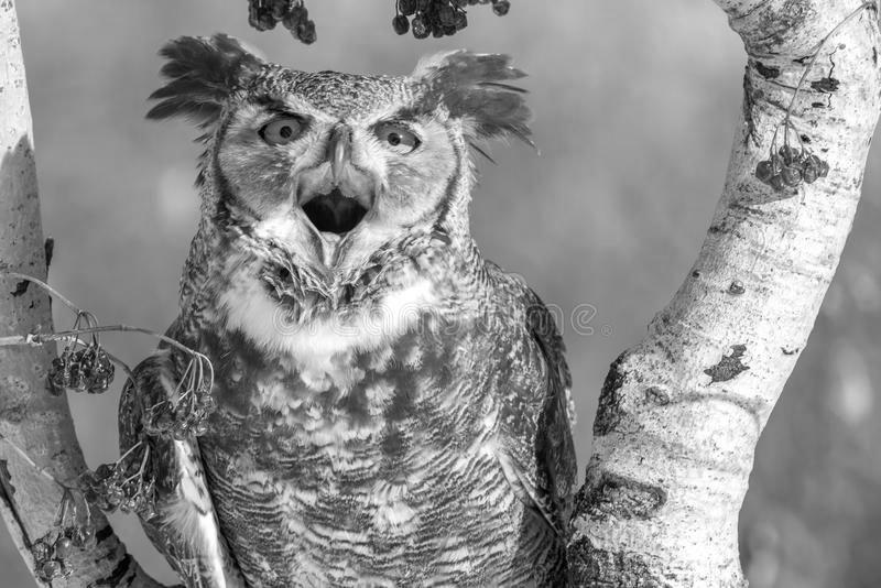 Why Does a Great Horned Owl Keep Her Mouth Open? image 3