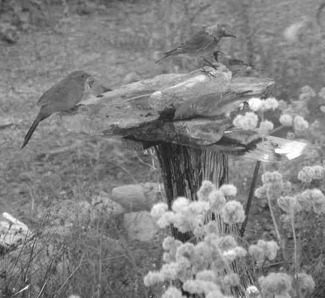 Watching Western Bluebird Behavior in Your Yard image 2