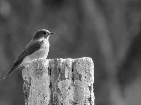 Watching Western Bluebird Behavior in Your Yard image 3