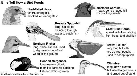 What Is a Bird Bill Or Beak? photo 1