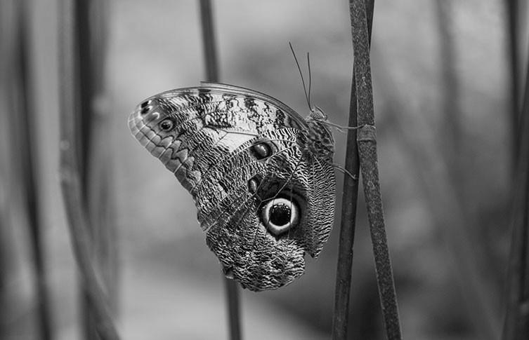 Why Do Butterflies Have Wings That Look Like Eyes? image 1