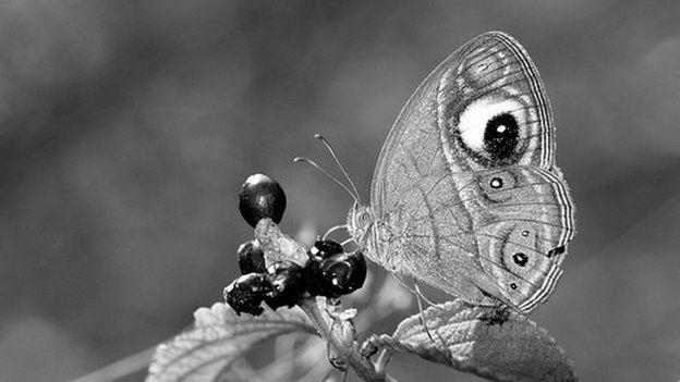 Why Do Butterflies Have Wings That Look Like Eyes? image 3