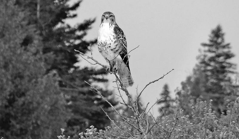 Red-Tailed Hawk in Michigan image 0