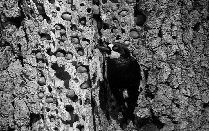 How Fast Does a Woodpecker Pecks Per Second? image 3