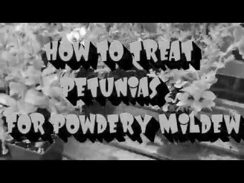 Powdery Mildew on Petunias image 2