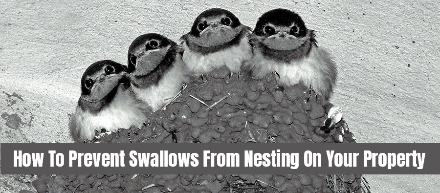 No Nasty Nest Swallow – How to Prevent Swallows From Building Nests in Your Yard image 3