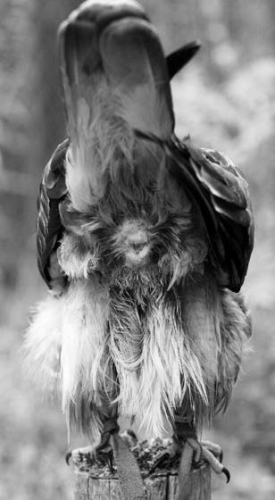 Cloacal Kiss in Birds photo 2