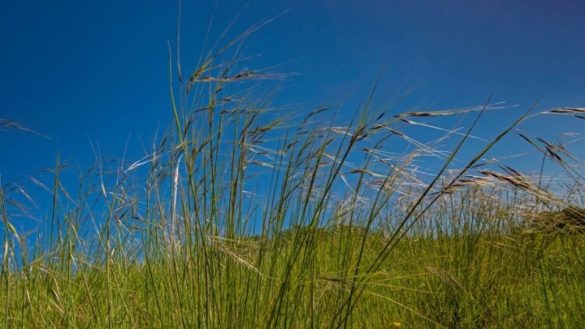Native Grasses of the Pacific and Northwest - Gardening for Wildlife